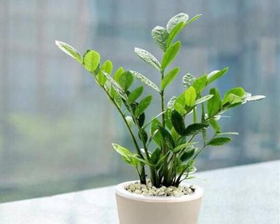 金钱树开花后如何处理，摘掉残花后浇水施肥好好养护