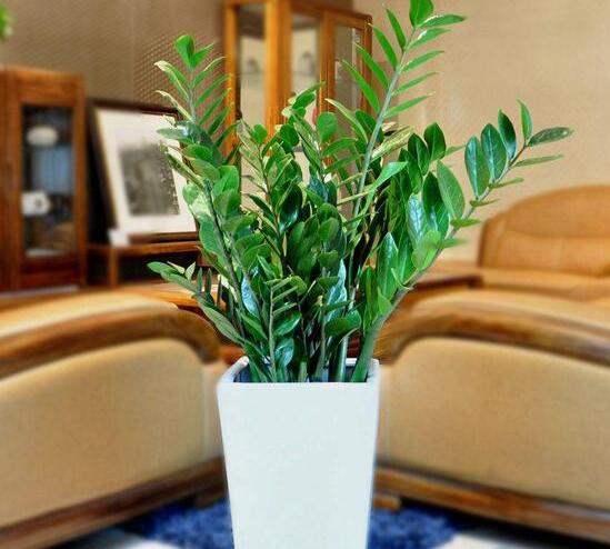 金钱树开花后如何处理，摘掉残花后浇水施肥好好养护