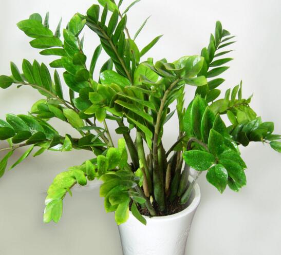 金钱树开花后如何处理，摘掉残花后浇水施肥好好养护