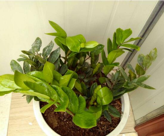 金钱树开花后如何处理，摘掉残花后浇水施肥好好养护