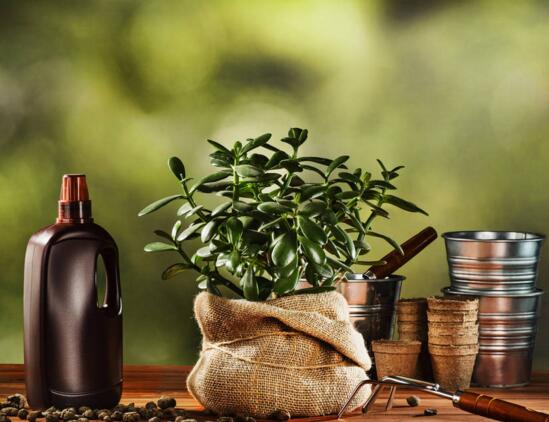 金钱树开花后如何处理，摘掉残花后浇水施肥好好养护