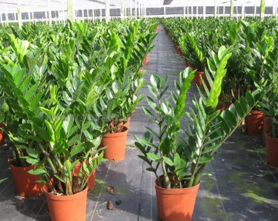 金钱树开花后如何处理，摘掉残花后浇水施肥好好养护