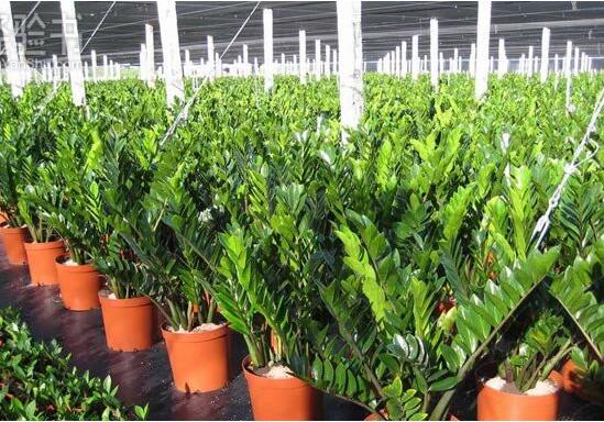 金钱树开花后如何处理，摘掉残花后浇水施肥好好养护