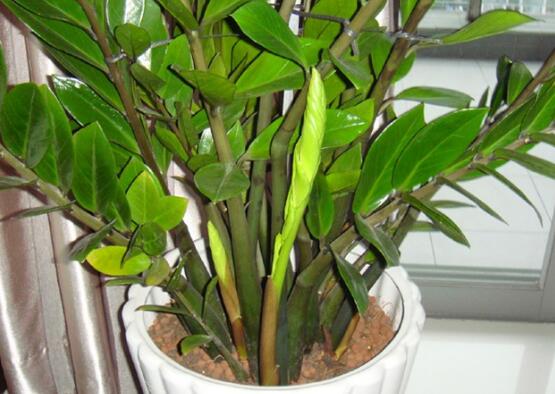如何让金钱树快长新芽，让金钱树快速长芽的四个小窍门
