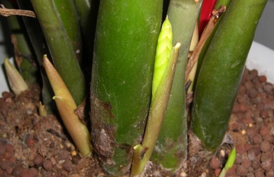 如何让金钱树快长新芽，让金钱树快速长芽的四个小窍门