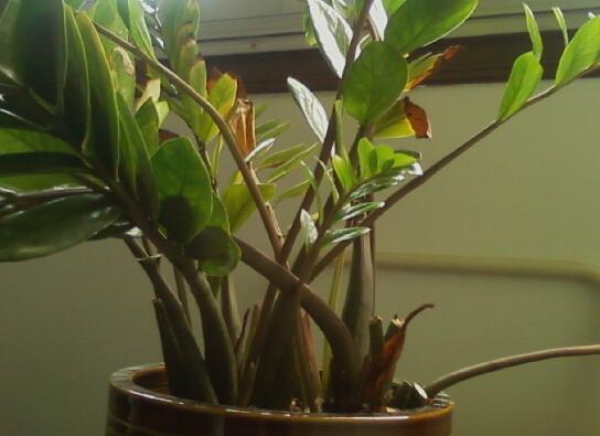 如何让金钱树快长新芽，让金钱树快速长芽的四个小窍门