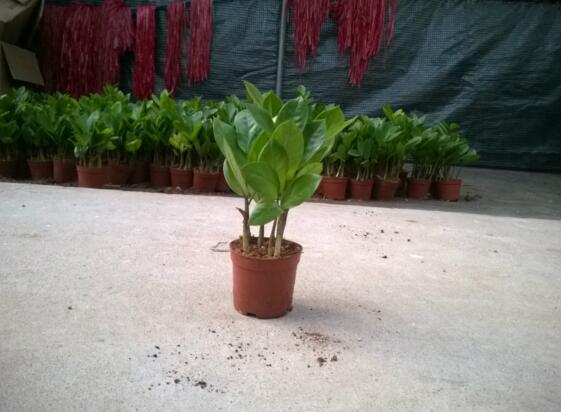 如何让金钱树快长新芽，让金钱树快速长芽的四个小窍门