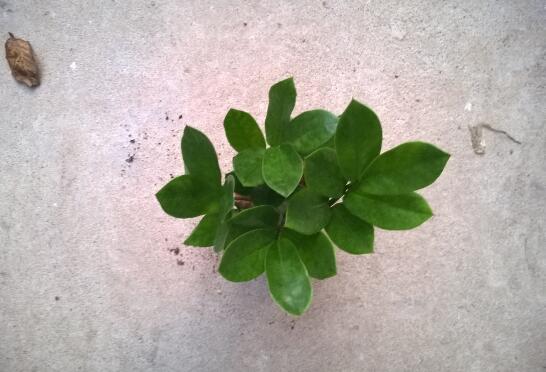 如何让金钱树快长新芽，让金钱树快速长芽的四个小窍门