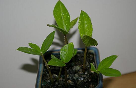 如何让金钱树快长新芽，让金钱树快速长芽的四个小窍门