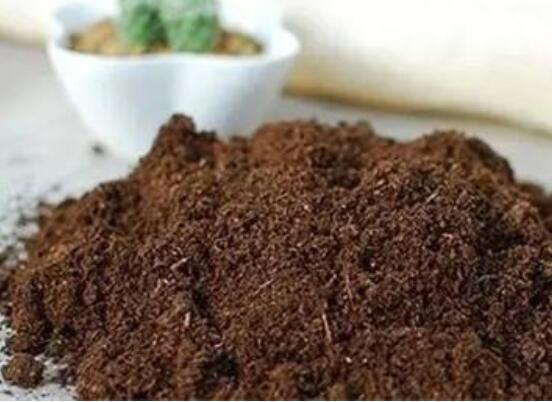 金钱树如何养才粗壮,4招让金钱数粗枝叶茂/招财效果翻倍