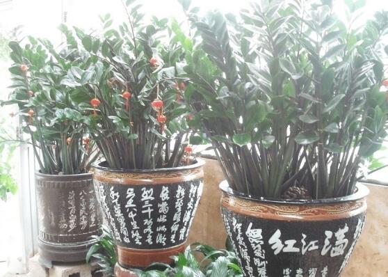 金钱树如何养才粗壮,4招让金钱数粗枝叶茂/招财效果翻倍