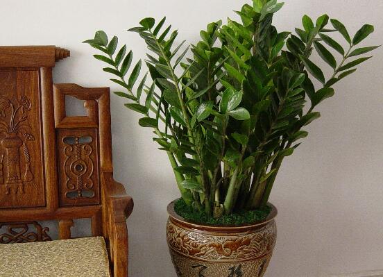 金钱树如何养才粗壮,4招让金钱数粗枝叶茂/招财效果翻倍