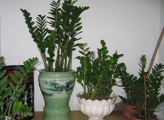 金钱树如何养才粗壮,4招让金钱数粗枝叶茂/招财效果翻倍