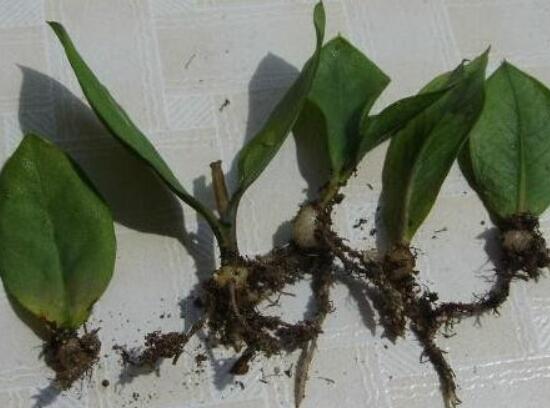 金钱树如何养才粗壮,4招让金钱数粗枝叶茂/招财效果翻倍