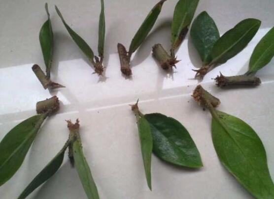 金钱树如何养才粗壮,4招让金钱数粗枝叶茂/招财效果翻倍