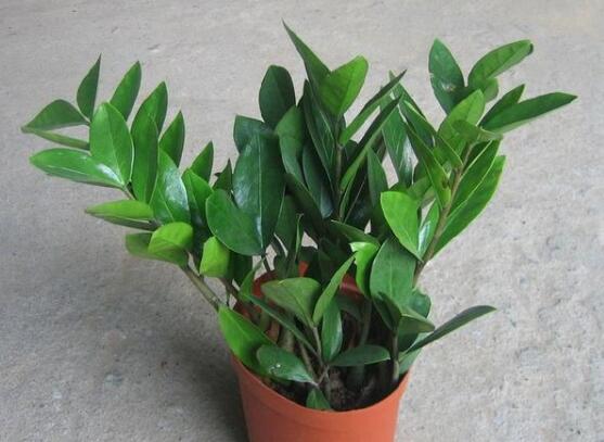 金钱树如何养才粗壮,4招让金钱数粗枝叶茂/招财效果翻倍