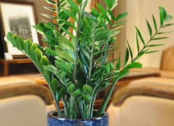 金钱树如何养才粗壮,4招让金钱数粗枝叶茂/招财效果翻倍