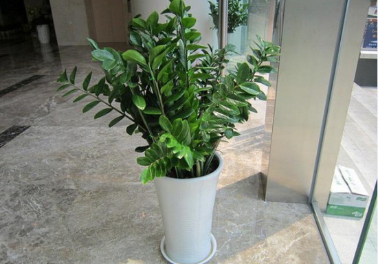 金钱树有毒吗：金钱树基本没毒，但其汁液可能让人产生过敏反应