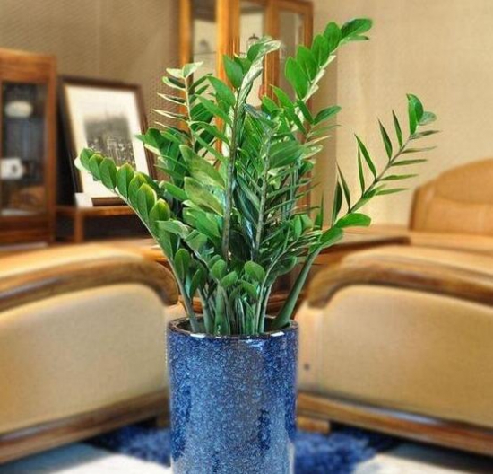 金钱树放在什么地方好，放在客厅可以带来财运