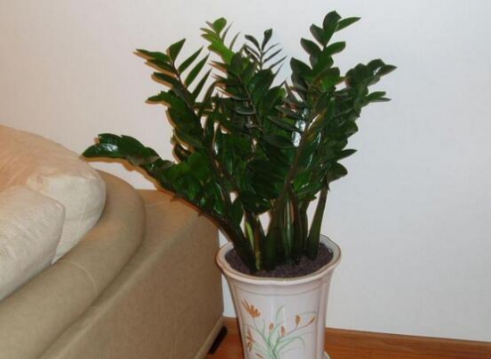 金钱树放在什么地方好，放在客厅可以带来财运