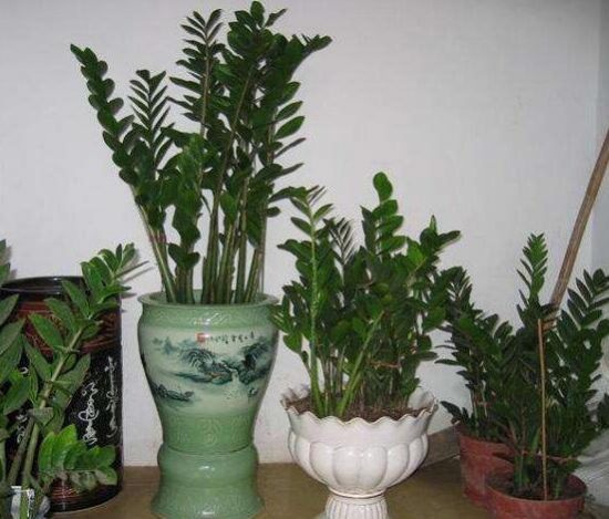 金钱树放在什么地方好，放在客厅可以带来财运