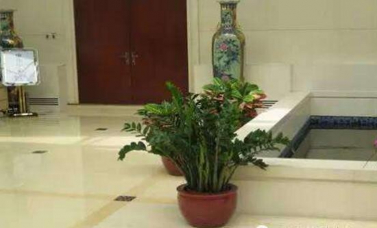 金钱树放在什么地方好，放在客厅可以带来财运