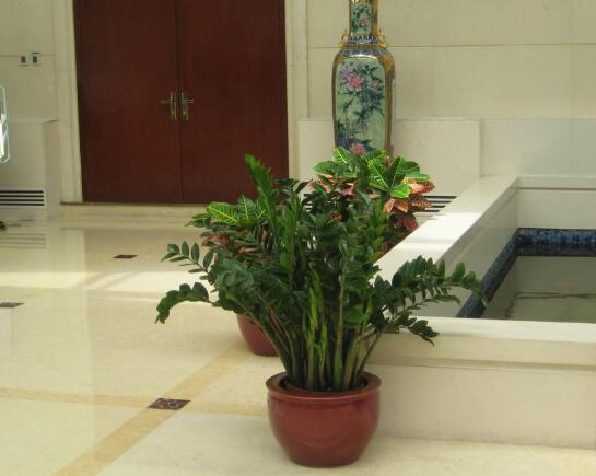 金钱树放在什么地方好，放在客厅可以带来财运