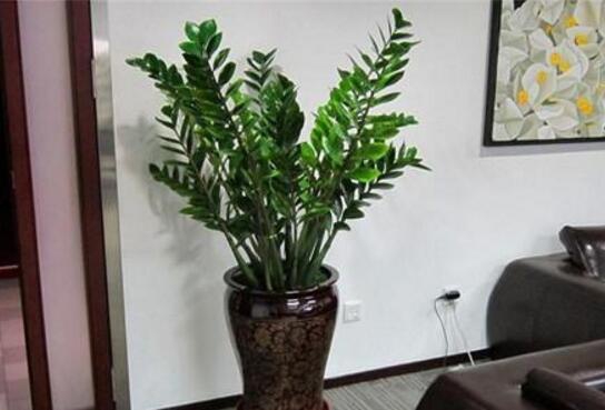 金钱树放在什么地方好，放在客厅可以带来财运