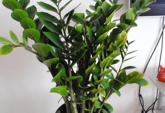 金钱树冻伤如何补救：及时做防寒措施，轻微冻伤不轻易修剪