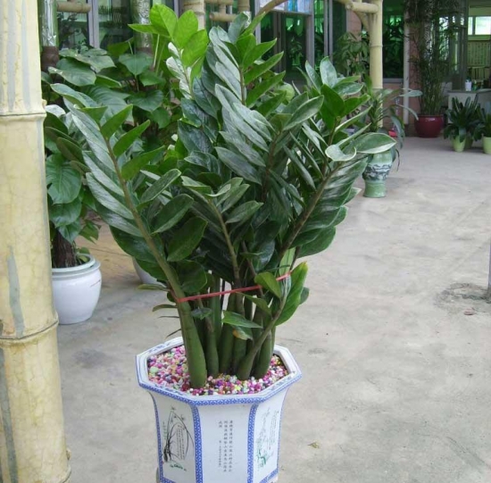 金钱树吸甲醛吗？效果不是最明显的