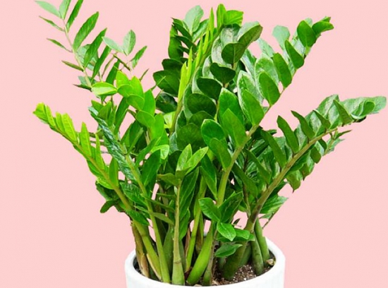金钱树吸甲醛吗？效果不是最明显的