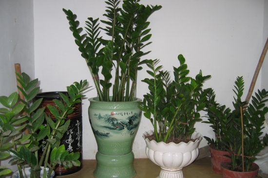 金钱树叶子发黄如何办：查明原因，对症下药