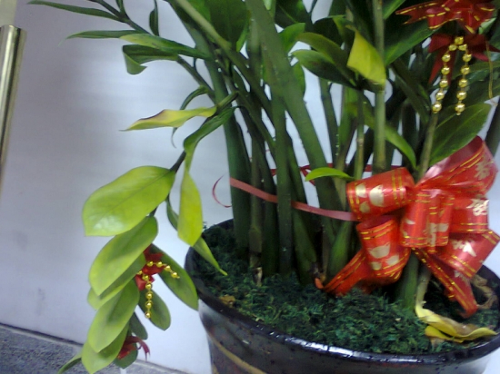 金钱树叶子发黄如何办：查明原因，对症下药