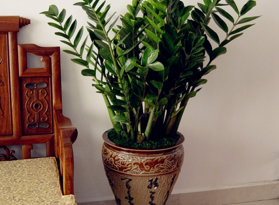 金钱树叶子发黄如何办：查明原因，对症下药