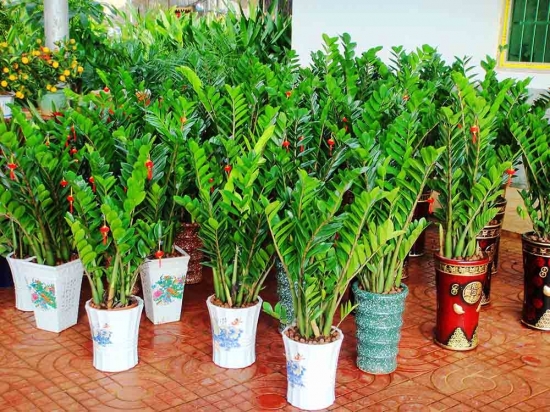 金钱树图片附介绍：相册的图片免费下载