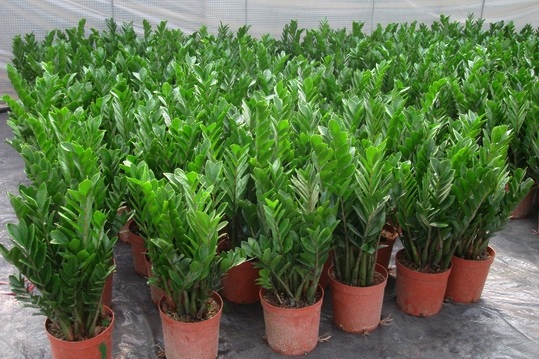 金钱树图片附介绍：相册的图片免费下载