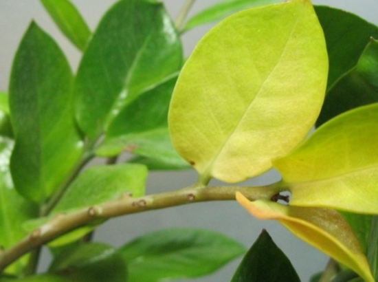 金钱树图片附介绍：相册的图片免费下载