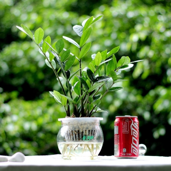 金钱树图片附介绍：相册的图片免费下载