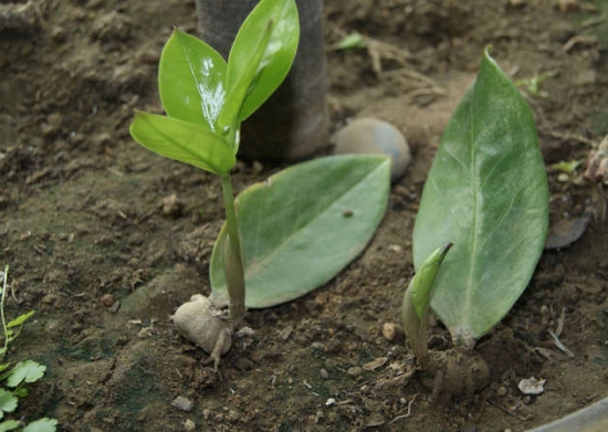 金钱树繁殖办法：分株和扦插都可