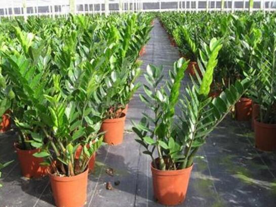 金钱树繁殖办法：分株和扦插都可