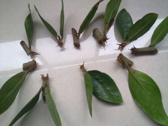 金钱树繁殖办法：分株和扦插都可