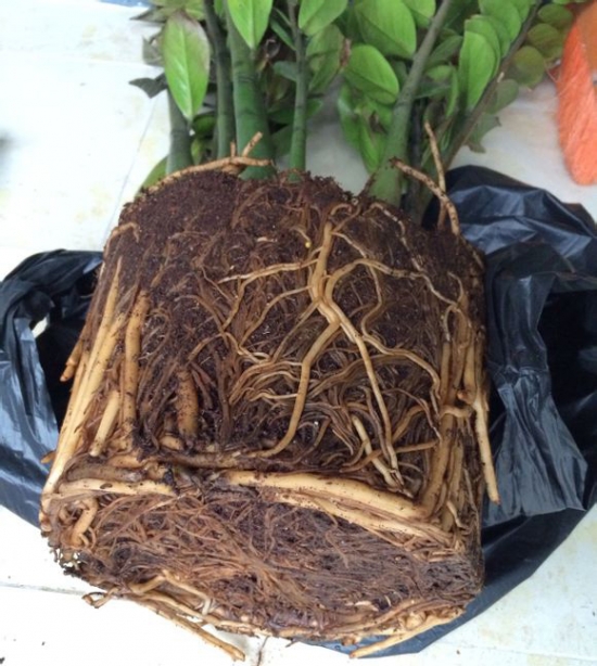 金钱树烂根如何办：主因在于浇水不当