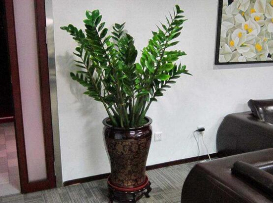 金钱树的养殖办法：水份过多会导致根坏树死