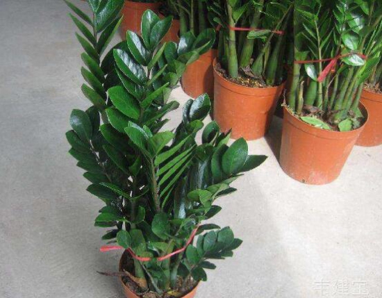 金钱树的养殖办法：水份过多会导致根坏树死