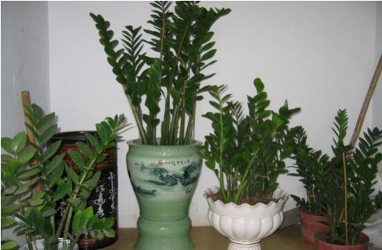 金钱树的养殖办法：水份过多会导致根坏树死