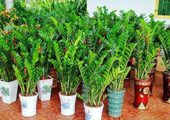 金钱树的养殖办法：水份过多会导致根坏树死