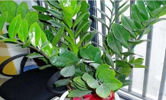 金钱树的养殖办法：水份过多会导致根坏树死