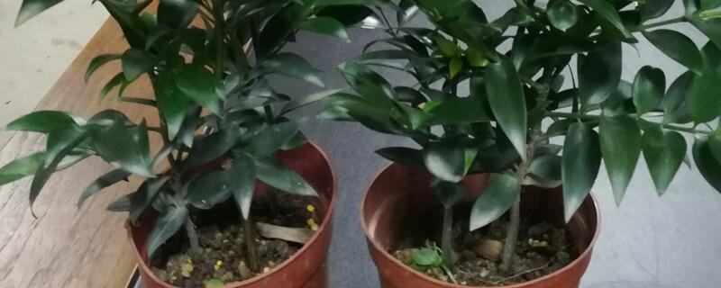 竹柏的养殖办法和留意事项