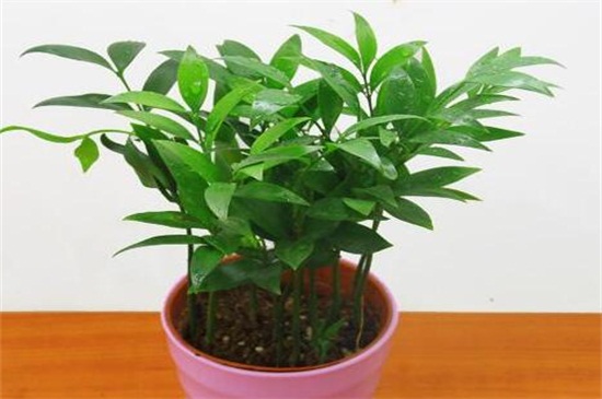 竹柏的养殖办法和留意事项