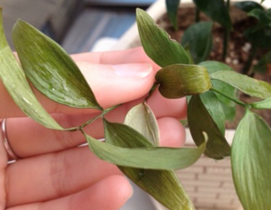 竹柏叶子发黄：发黄的原因分析及处理办法